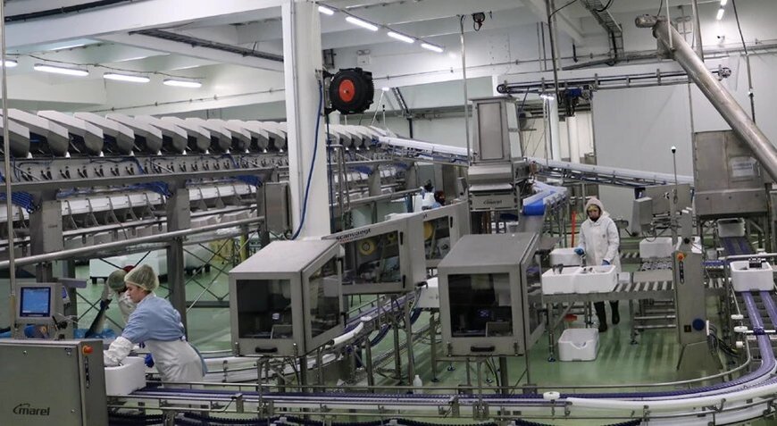 High-tech salmon processing at Búlandstindur
